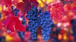 Historia de la viticultura: Chile y el vino